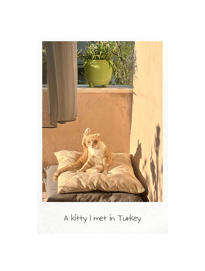 A polaroid card of a kitten on a cushion with the handwritten caption A kitty I met in Turkey