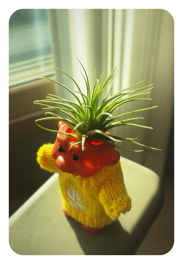 A small character figure wearing a yellow knitted sweater, with a spiky air plant on its head, lit by warm window light