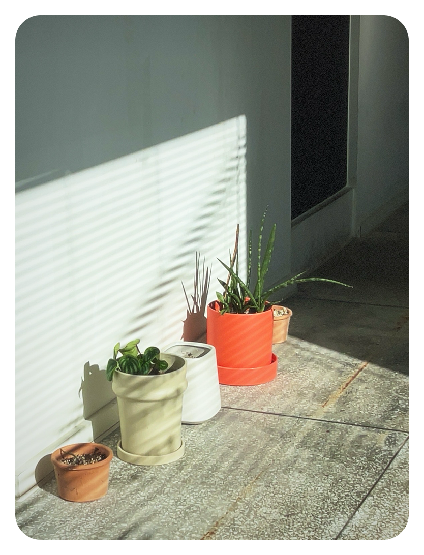 Three plant pots on a concrete floor, with striped shadows from window blinds across them